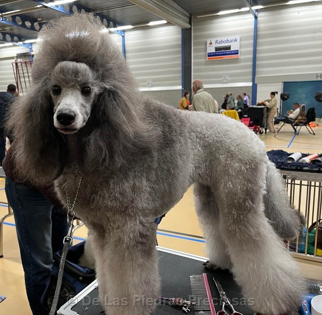 Nederlandse poedelclubmatch in Woudenberg (15-10-2023)
