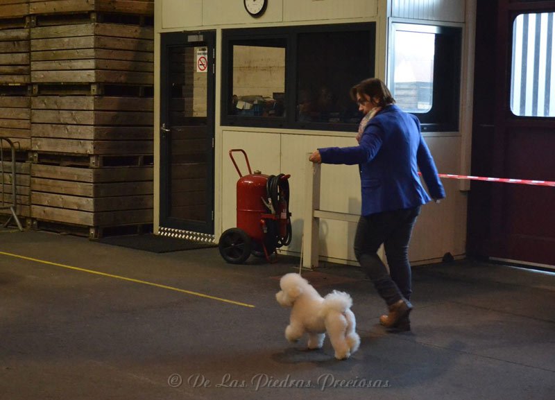 42e Schaal der Kempen (België), 2de plaats Uitmuntend