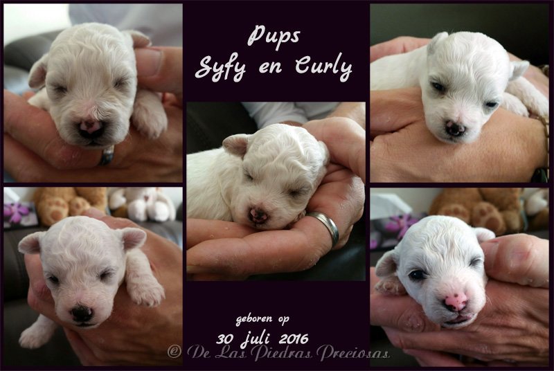 pups Syfy en Curly