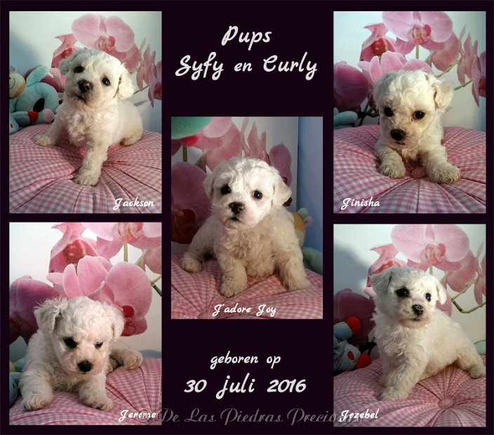 pups Syfy en Curly