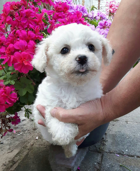 Kenzo (klik om te vergroten) Kenzo