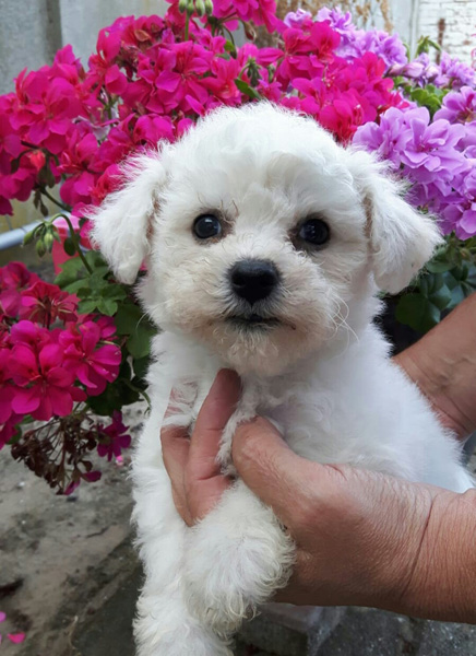 Karma Kata (klik om te vergroten)n Karma Kata