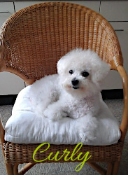 Curly