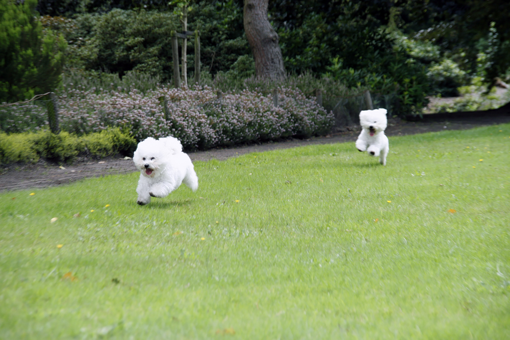 Luna en Binky Bichon Frisé in actie