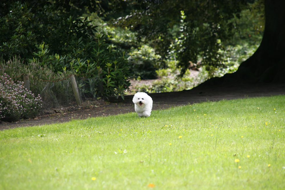 Luna Bichon Frisé in het bos