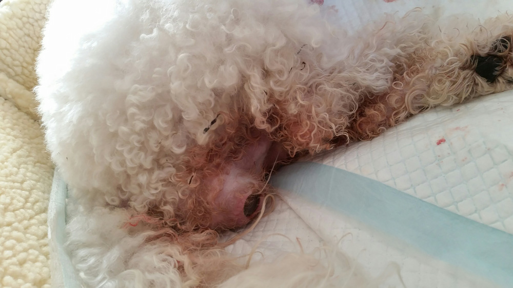 Geboorte van een pup Geboorte van een pup