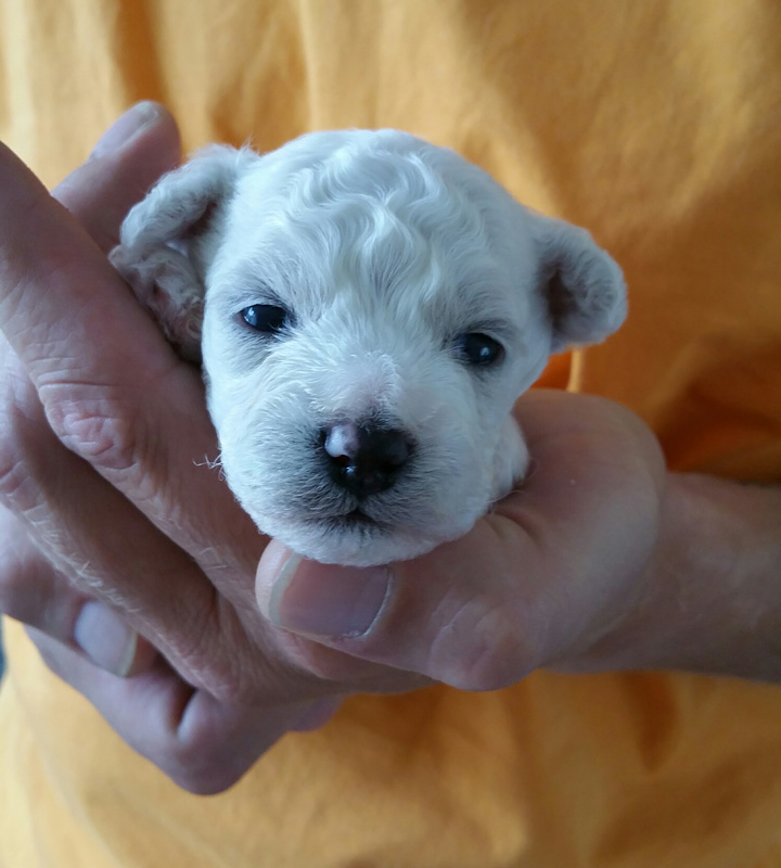 Pup met de ogen net open Pup met de ogen net open