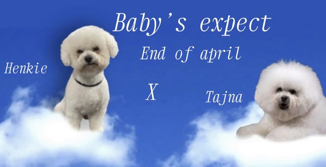 pups verwacht van Tajna en Henkie